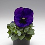 Виола Виттрока (Viola wittrockiana) Виола Виттрока (Viola wittrockiana)