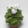 Герань (пеларгония садовая) (Pelargonium x hortorum)