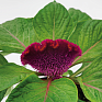 Целозия гребенчатая (Celosia cristata)