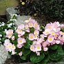 Бегония вечноцветущая (зеленая листва) (Begonia semperflorens)