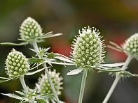 Синеголовник плосколистный (Glitter)