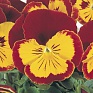 Виола виттрока (Viola wittrockiana) Виола виттрока (Viola wittrockiana)