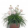Армерия морская (Armeria maritima)