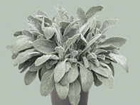 Чистец византийский (шерстистый) (Furby)