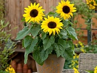 Подсолнечник летний (SunBuzz)