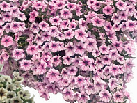 Петуния ампельная гибридная (Pendolino F1)