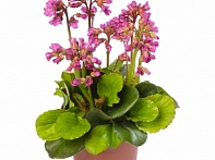 Бадан сердцелистный