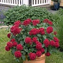 Пентас ланцетовидный (Pentas lanceolata)