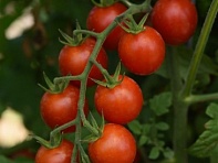Томат (Artemis)