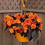 Бегония клубневая махровая (Begonia tuberhybrida)