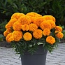 Бархатцы прямостоячие (Tagetes erecta) Бархатцы прямостоячие (Tagetes erecta)