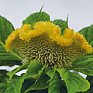 Целозия гребенчатая (Celosia cristata)
