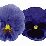 Виола виттрока (Viola wittrockiana)