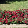Пентас ланцетовидный (Pentas lanceolata)