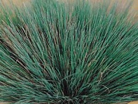 Булавоносец седой (Spiky Blue) Булавоносец седой (Spiky Blue)