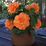 Бегония клубневая махровая (Begonia tuberhybrida)