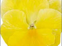 Виола Виттрока (Petite F1) Виола Виттрока (Petite F1)