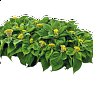 Целозия гребенчатая (Celosia cristata)