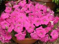 Петуния ампельная гибридная (Rapide F1)
