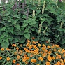 Цинния узколистная (Хаге) (Zinnia angustifolia (haageana)) Цинния узколистная (Хаге) (Zinnia angustifolia (haageana))