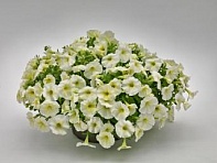 Петуния ампельная гибридная (Success! TR F1)