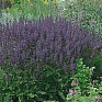 Шалфей превосходный (Salvia superba)