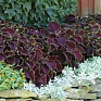 Колеус гибридный (Coleus х hybrida) Колеус гибридный (Coleus х hybrida)