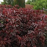 Гибискус кислый (Hibiscus acetosella)