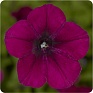 Петуния ампельная гибридная (Petunia x hybrida)