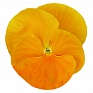 Виола Виттрока (Viola wittrockiana)