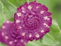 Гомфрена шаровидная (Las Vegas)