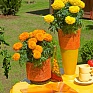 Бархатцы прямостоячие (Tagetes erecta)