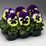 Виола Виттрока (Viola wittrockiana) Виола Виттрока (Viola wittrockiana)