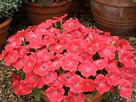 Петуния ампельная гибридная (Rapide F1)