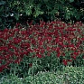 Гвоздика турецкая (Dianthus barbatus)