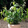 Эвкалипт лимонный (Eucalyptus citriodora)