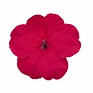 Бальзамин Уоллера (Impatiens walleriana) Бальзамин Уоллера (Impatiens walleriana)