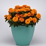 Цинния мариландская (Zinnia marylandica) Цинния мариландская (Zinnia marylandica)