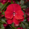 Бальзамин новогвинейский (Impatiens New Guinea)