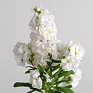 Левкой седой (Matthiola incana)