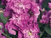 Левкой седой (Vintage)