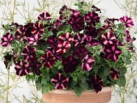 Петуния ампельная гибридная (Romantica F1)