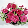 Петуния ампельная гибридная (Petunia x hybrida)