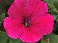 Петуния ампельная гибридная (Easy Wave F1)