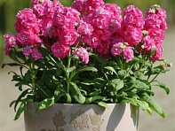 Левкой седой (Hot Cakes) Левкой седой (Hot Cakes)