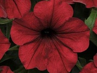 Петуния ампельная гибридная (Tidal Wave F1)