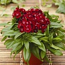 Гвоздика турецкая (Dianthus barbatus)