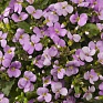 Арабис альпийский крупноцветковый  (Arabis alpina grandiflora)