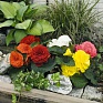 Бегония клубневая махровая (Begonia tuberhybrida)