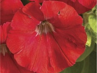 Петуния ампельная гибридная (FlashForward F1)